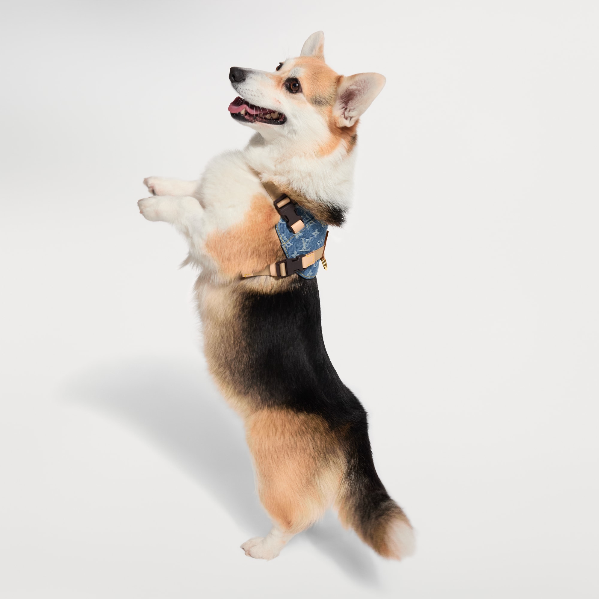 Dog Harness PM S00 - Trunks, Travel and Home - Pets Accessories